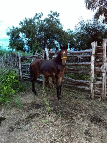 Vende-se potra de 10 meses de idade