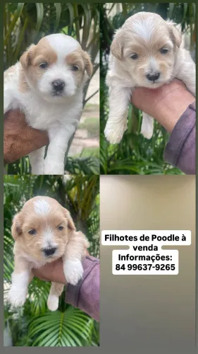 Poodle à venda