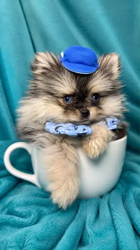 Lulu da Pomerania Anão