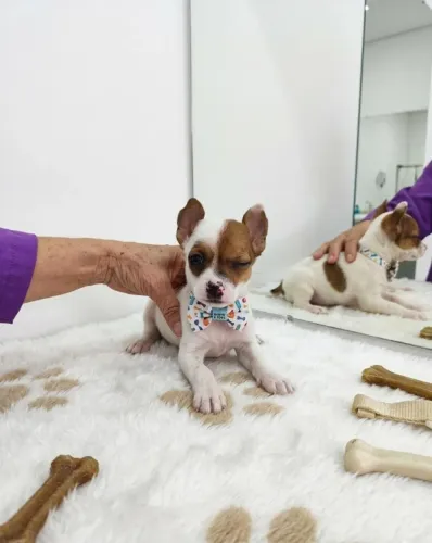 Pequenos Pinscher Lindos