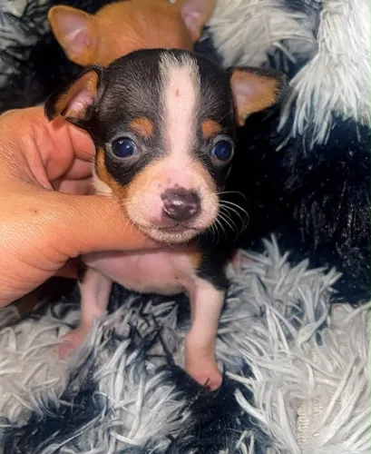 Pinscher 00 miniatura de bolso -Garantia de 24 meses 