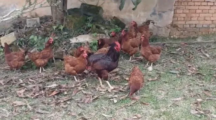 Ovos férteis de Embrapa!