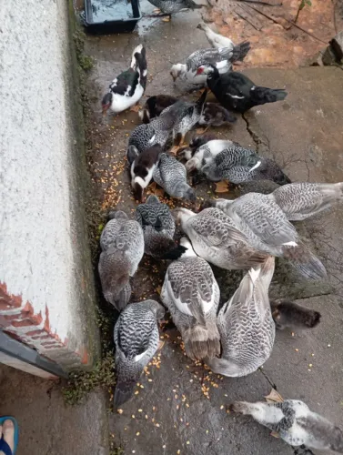 Pato 