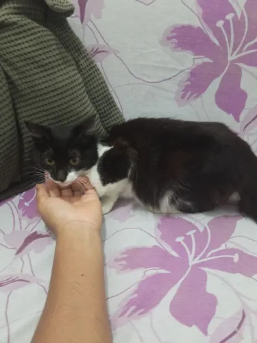 Gatinha frajola 