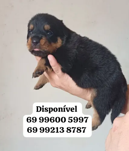 Filhotes de Rottweiler 