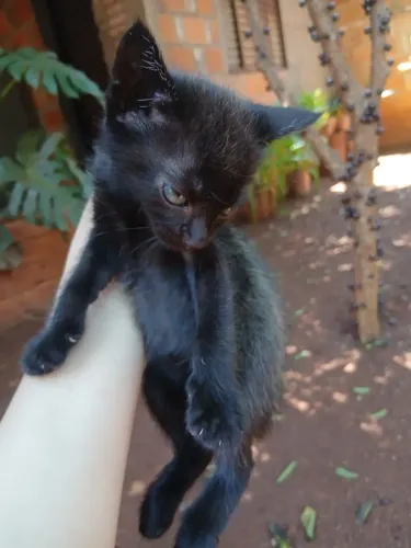 Doação Gata fêmea