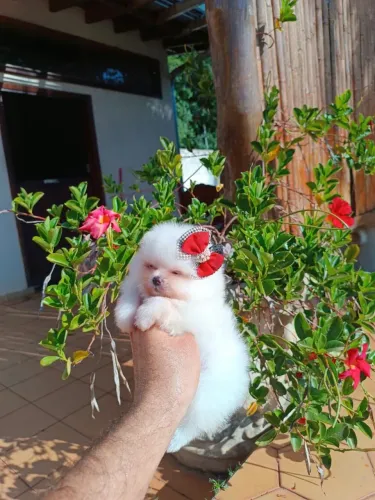 Spitz alemão-Cães de pequeno porte com perfil alerta e sociável