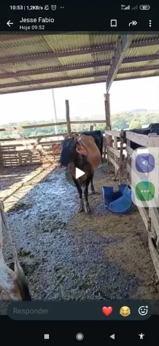 Vaca leiteira