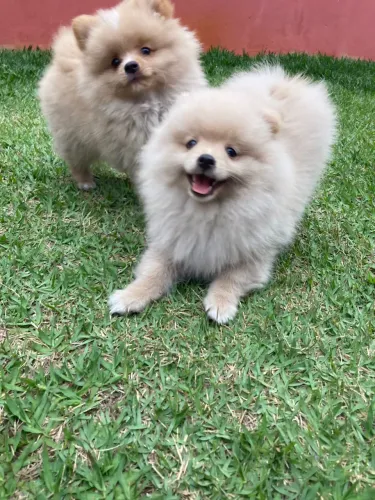 Spitz Alemão