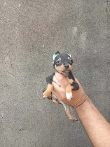 Pinscher Zero criado em ambiente familiar