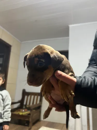 Doação filhotes pitbull mestiço