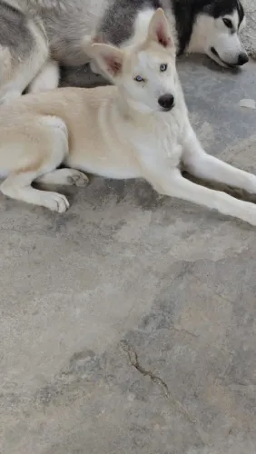 Vendo uma linda cachorra Rusk siberiano com as 3 Vacinas e vermifugada está com 4 meses 