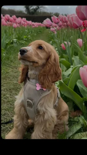 Cocker Spaniel Inglês filhote disponível! Carinhoso, alegre e cheio de charme.