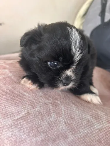Cachorro