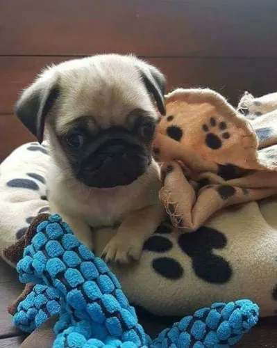 Pug Para quem quer uma escolha que vá além da aparência