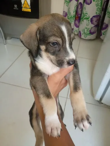 Doação de cães