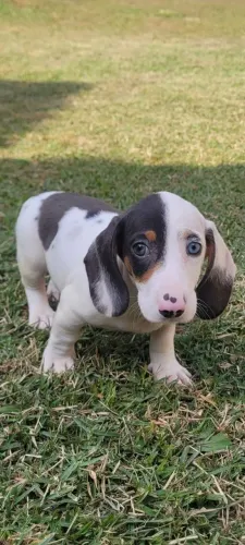 Basset Teckel Lindo Filhote Macho 