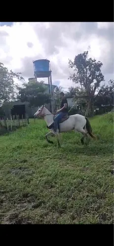 Égua boa de mexer com gado boa de carroca pra vender
