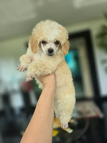 Poodle mini toy