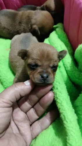 Pinscher n1 Fêmeas e Machos