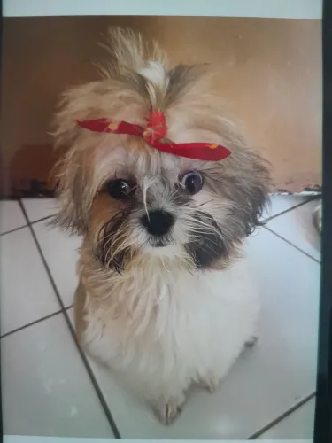 Lhasa Apso