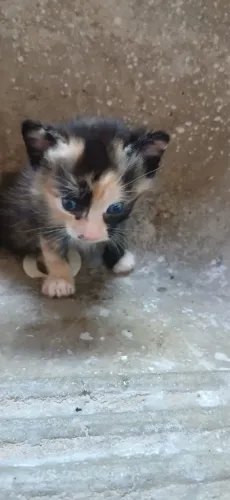 Doação gatinha fêmea