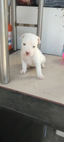 Pitbull
