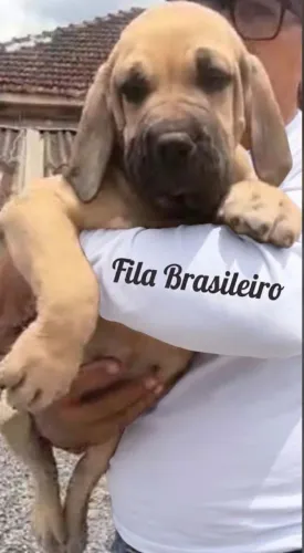 Fila Brasileiro 