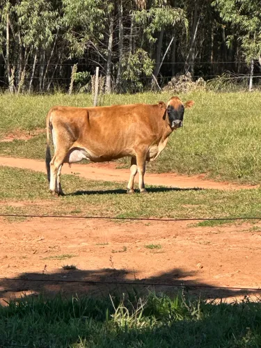 Vaca Jersey