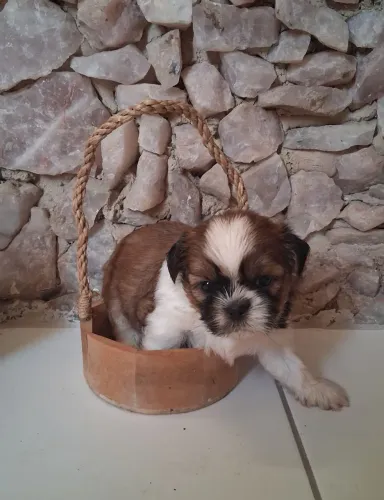 Filhote Shih Tzu 