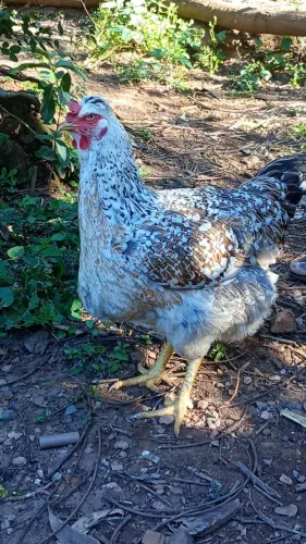 Ovos de Galinha Balão Sertaneja