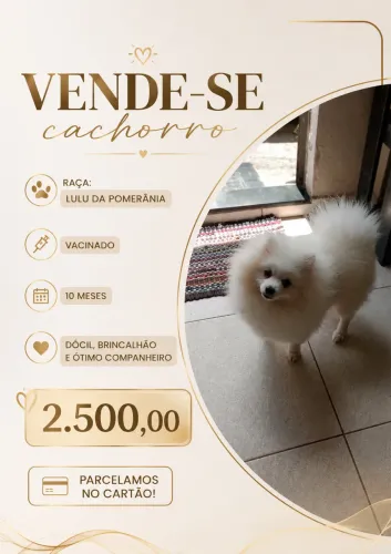 Vende-se Lulu da Pomerânia