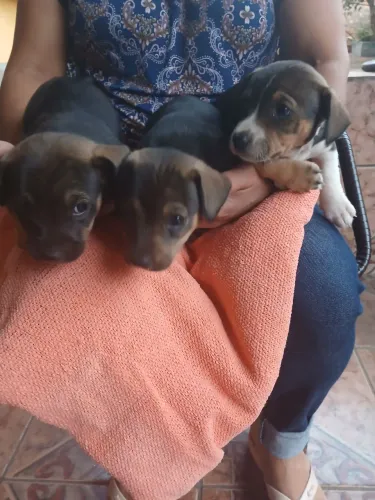 Adota-se 3 cachorrinhas