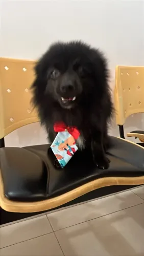 Vende-se cachorro