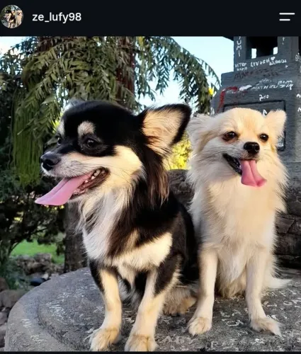Chihuahuas Para Cruzar