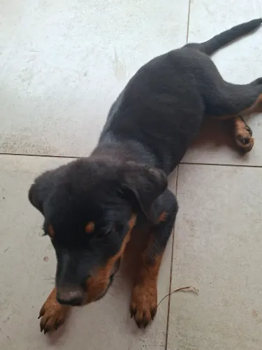 Cachorro Rottwiler Pedigree