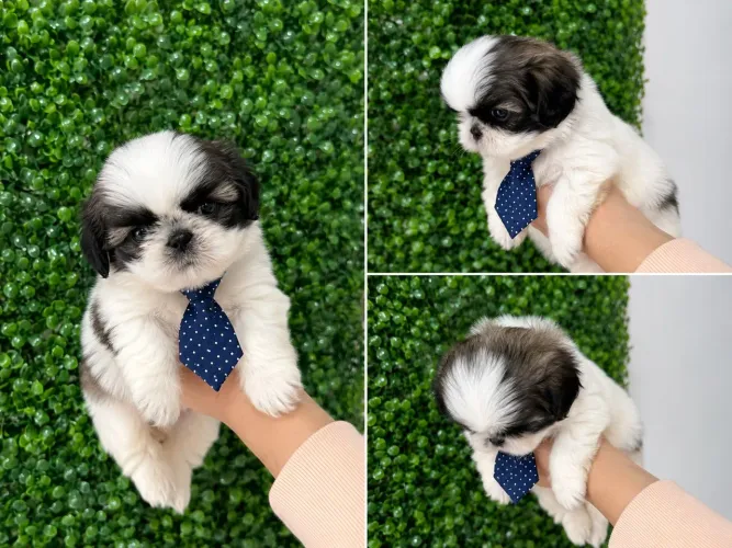Lindos filhotes Shih Tzu machos