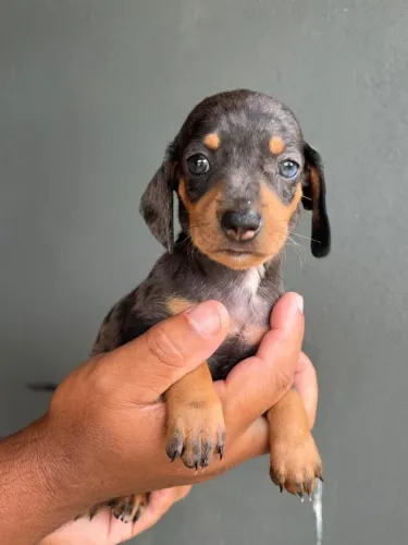 Basset teckel filhote carinhoso 