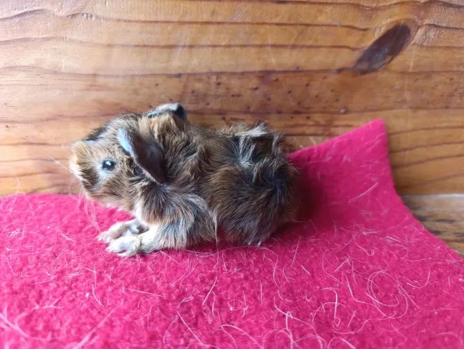Lindos porquinhos da Índia!