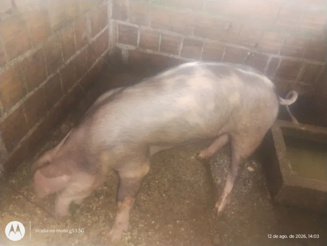 Vendo porco pietran de 9 meses.