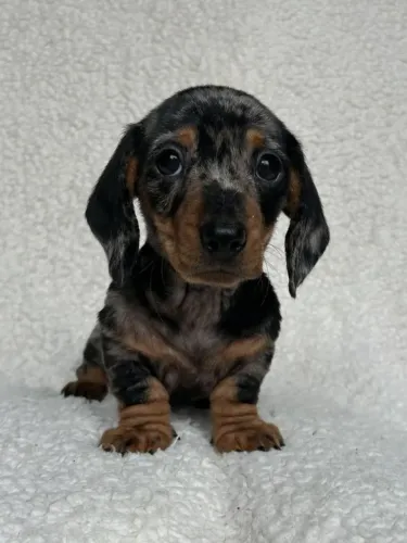 Dachshund alegria para toda sua família