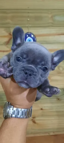 Buldog francês apartir de 2,500