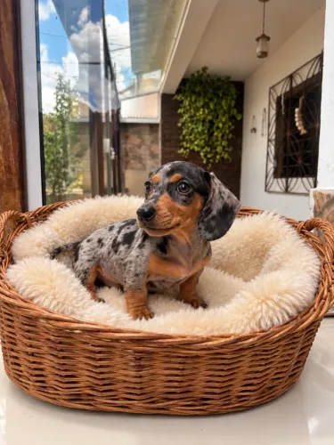 dachshund macho micro alerquim