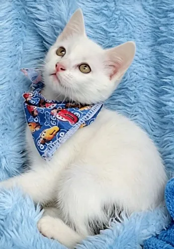Gato branquinho com 2 meses e meio