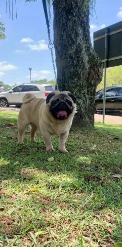 Pug procura namorada