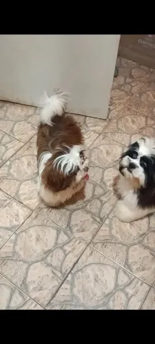 Cachorro shitzu