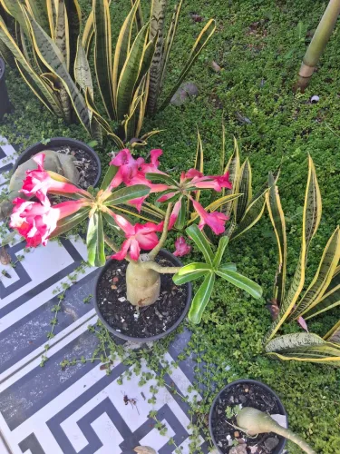 Rosa do deserto