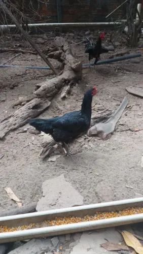 Galinha caipira