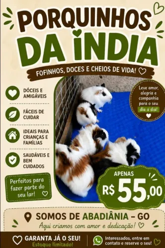 Porquinhos da índia Filhotes fofinho e doce 
