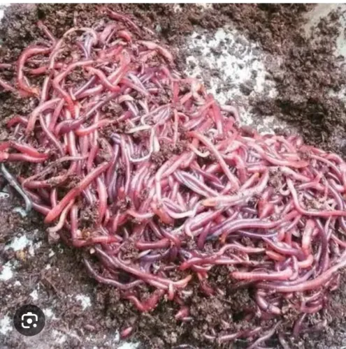 Minhocas californianas para Vermifiltro e composteira doméstica 